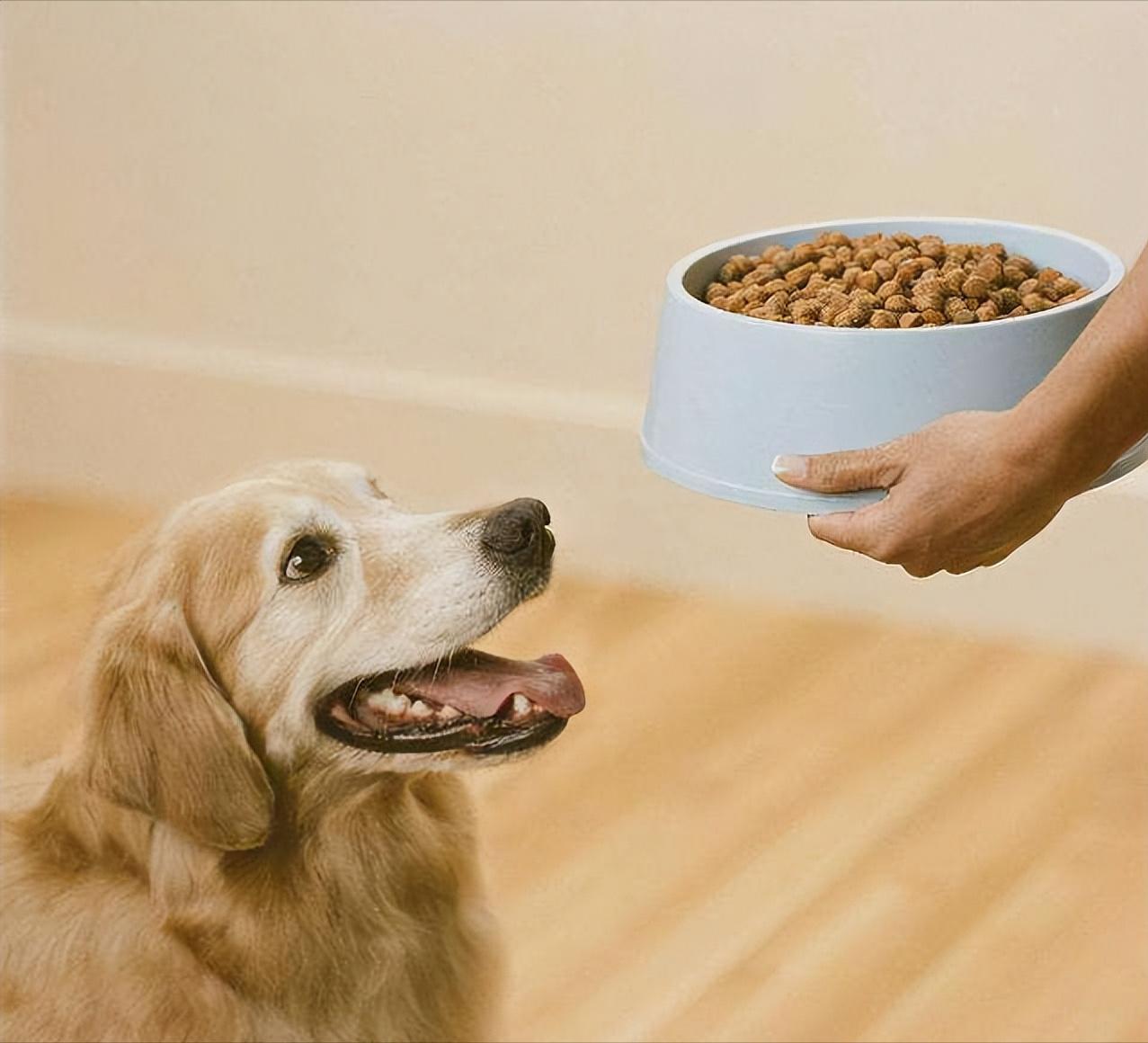 十二星座最像什么狗狗,12星座命中注定的狗狗