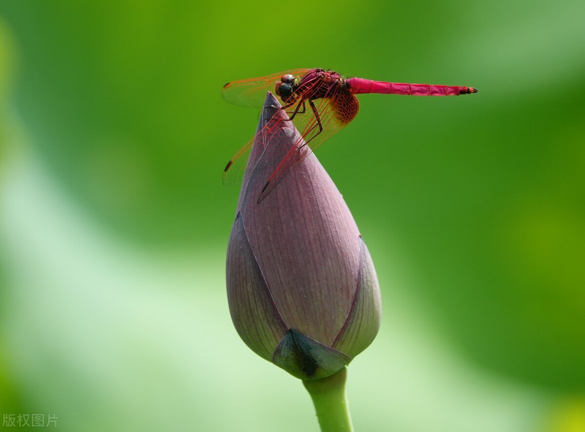 荷花是中国名花之一深受人们喜爱,传统名花荷花