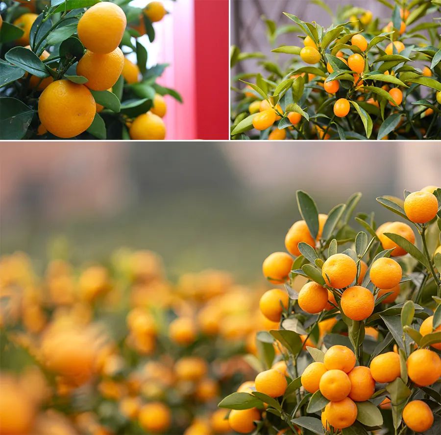 幼儿园儿童画新年主题线描画,幼儿园中班新年儿童画