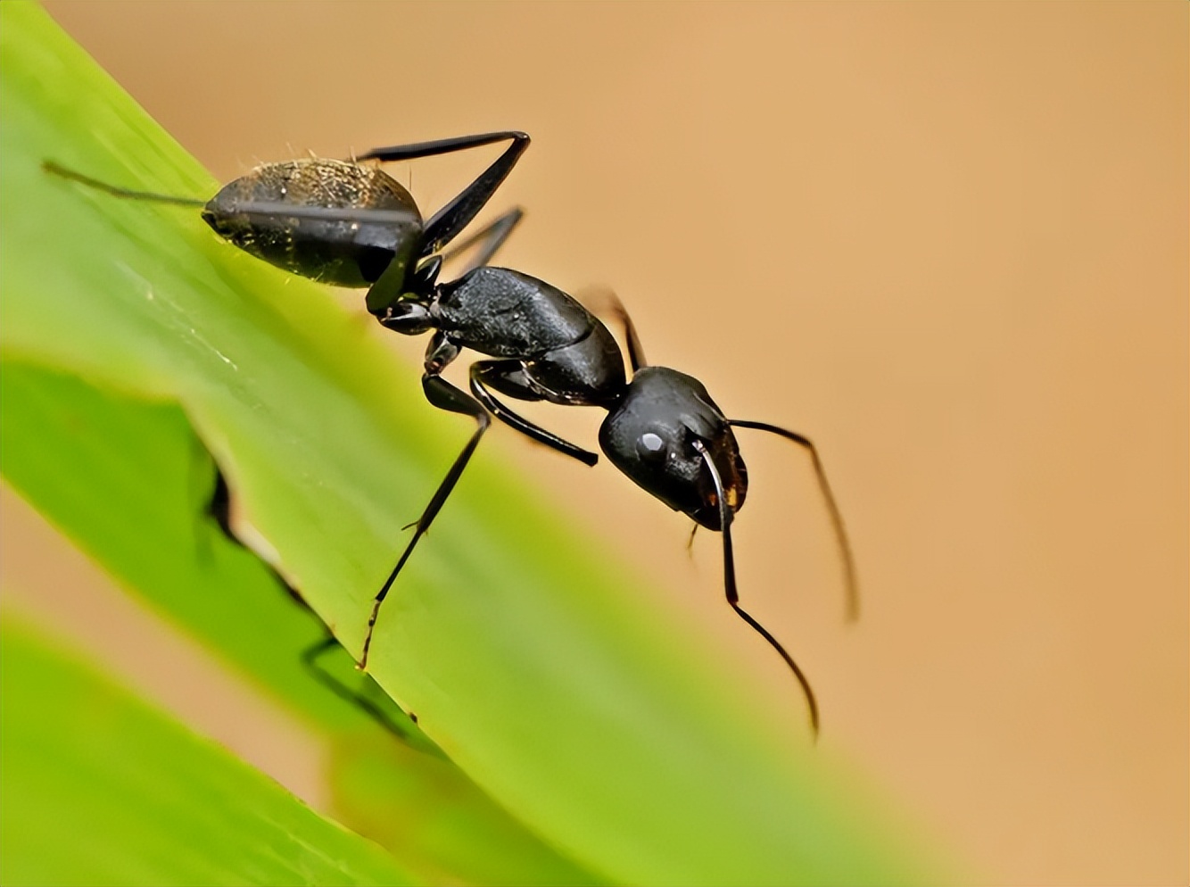 内蒙古科技馆特效影院“观影学科学”系列之《昆虫总动员》