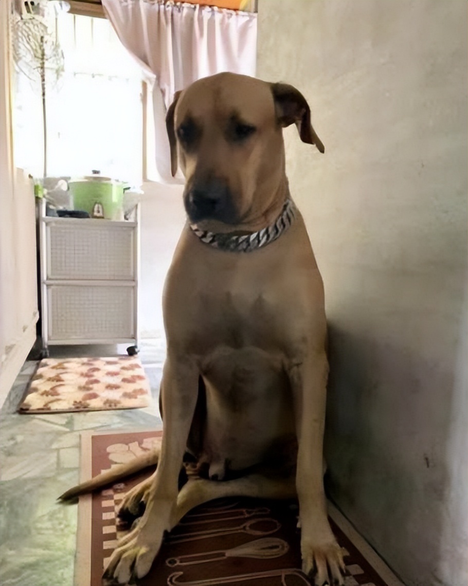 狗狗半夜狂吠被斥责，隔天回放视频感动，妈妈错怪你们了！