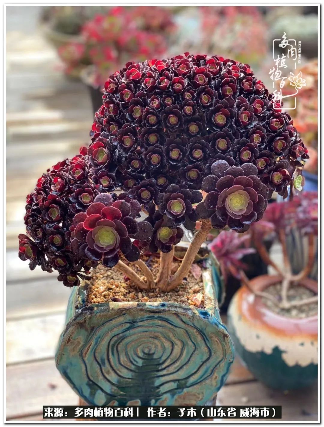 法师多肉成长史,法师多肉新手教程