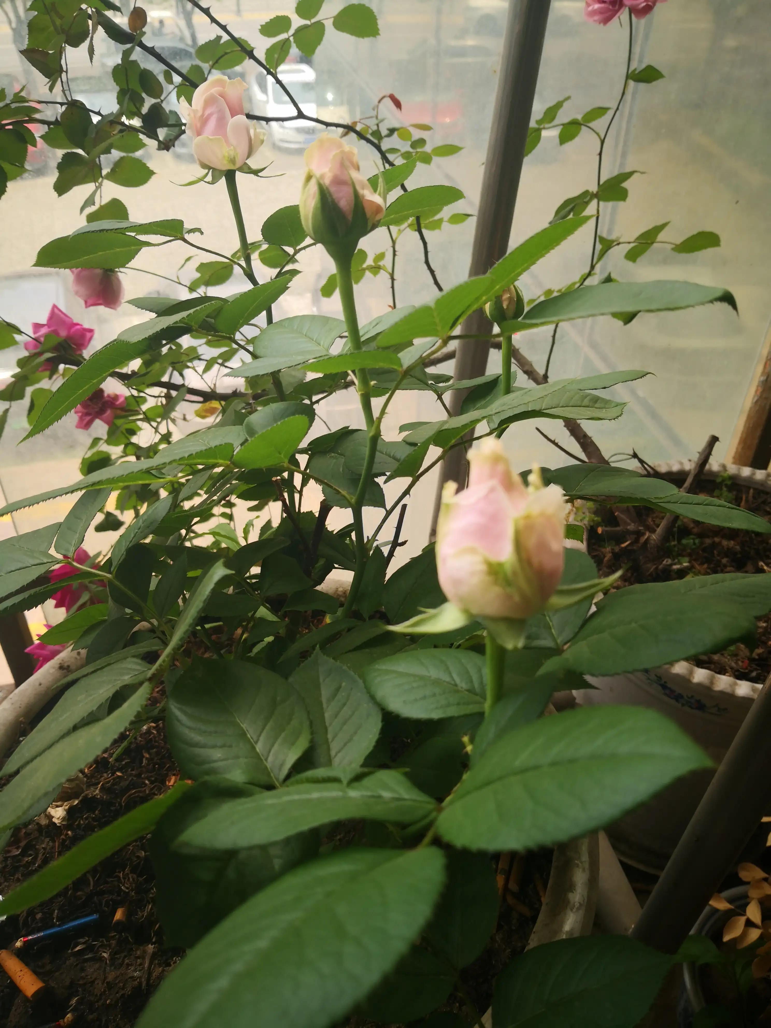 落叶归根化作春泥更护花,化作春泥更护花前一句