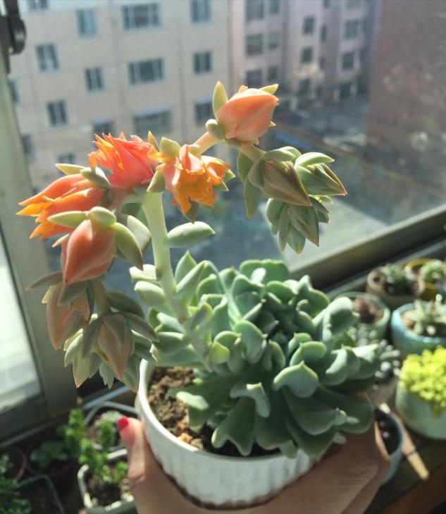 100种好看的多肉植物,50多种多肉品种大全