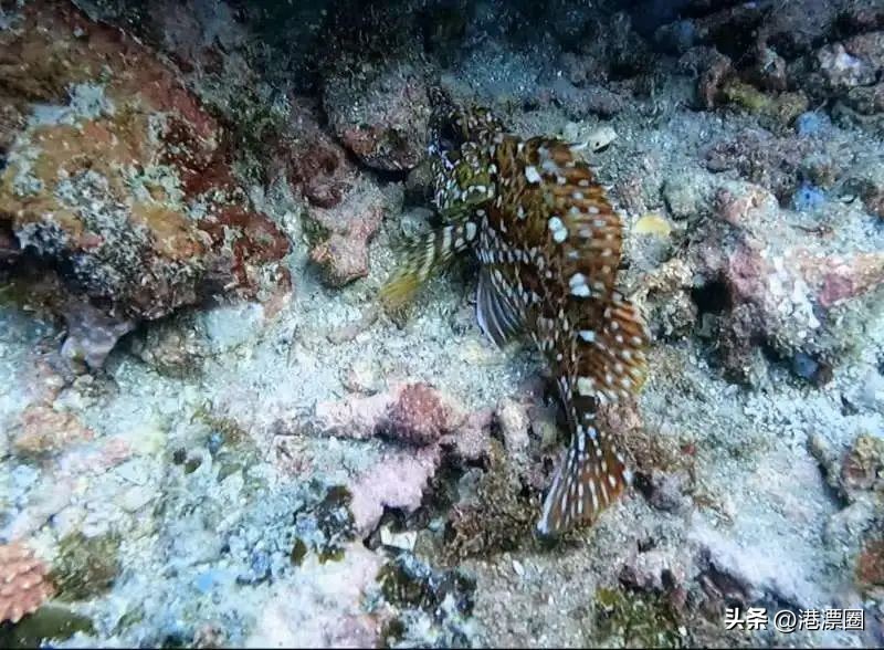 在香港还有人没潜过水？那你一定要看