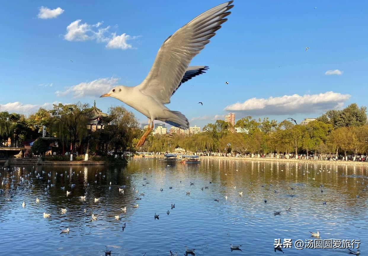 翠湖红嘴鸥每年冬天如期而至,昆明冬季观看海鸥的最佳地方