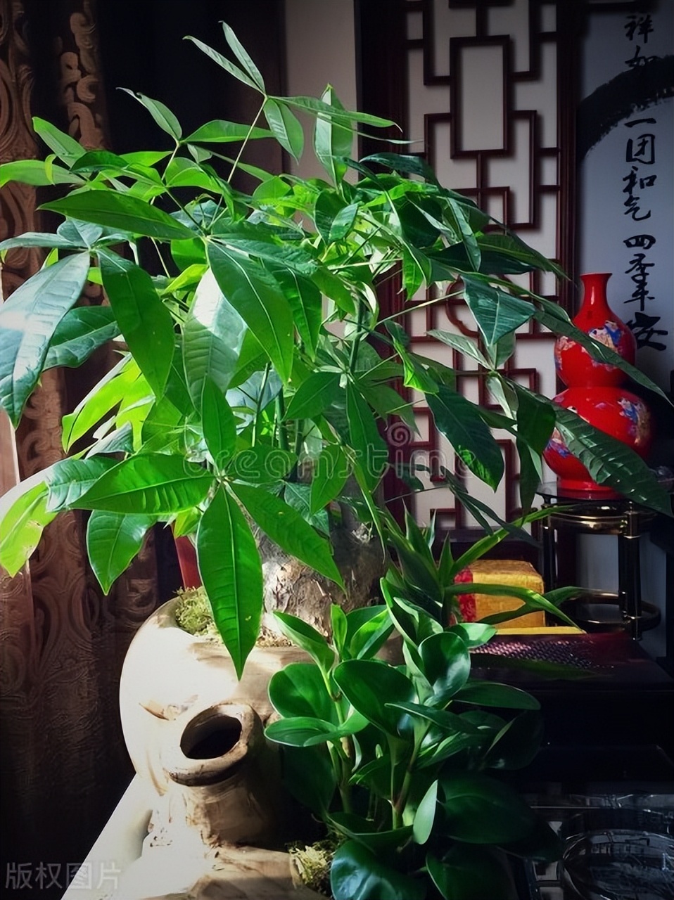 家里养哪五种花大气,家养哪四种花寓意好