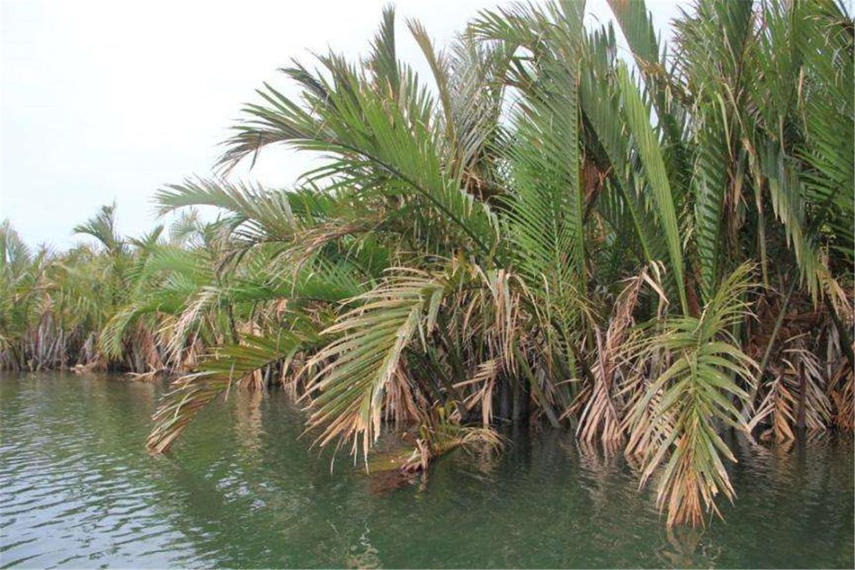 越南人不吃什么食物,越南吃国内不能吃的食物