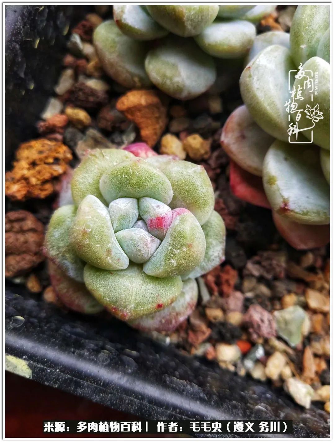 多肉可抵岁月,多肉之花语