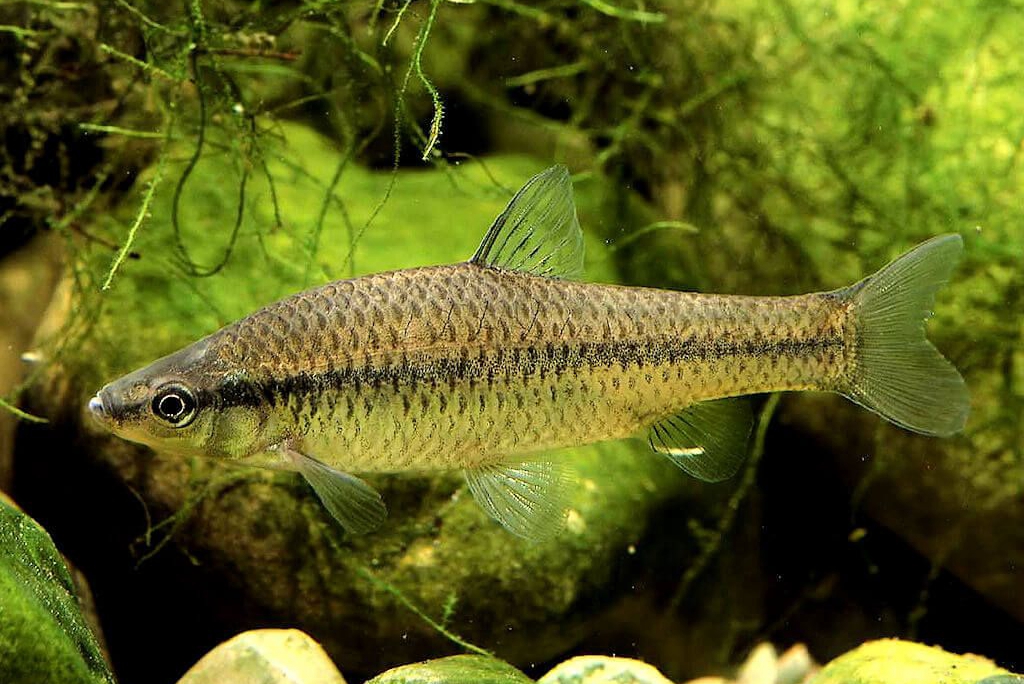 黑龙江鱼类大全名称,黑龙江十大出名鱼排名