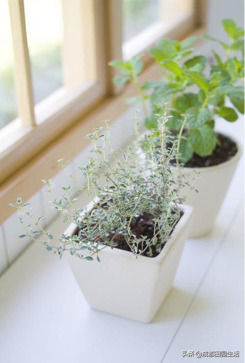 乡村民宿院子植物,庭院经济养殖致富项目