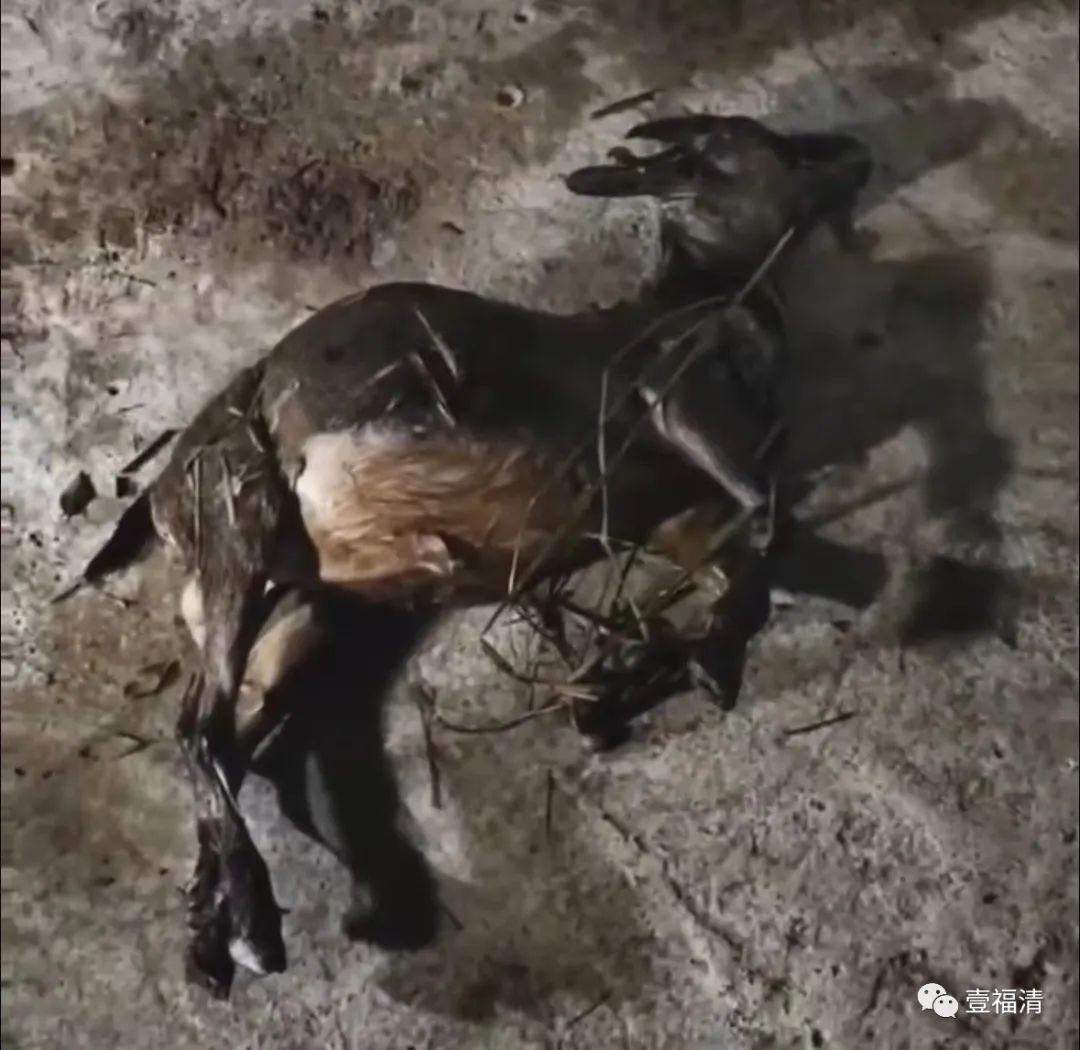 福建福清巨蟒活吞山羊,福州巨蟒