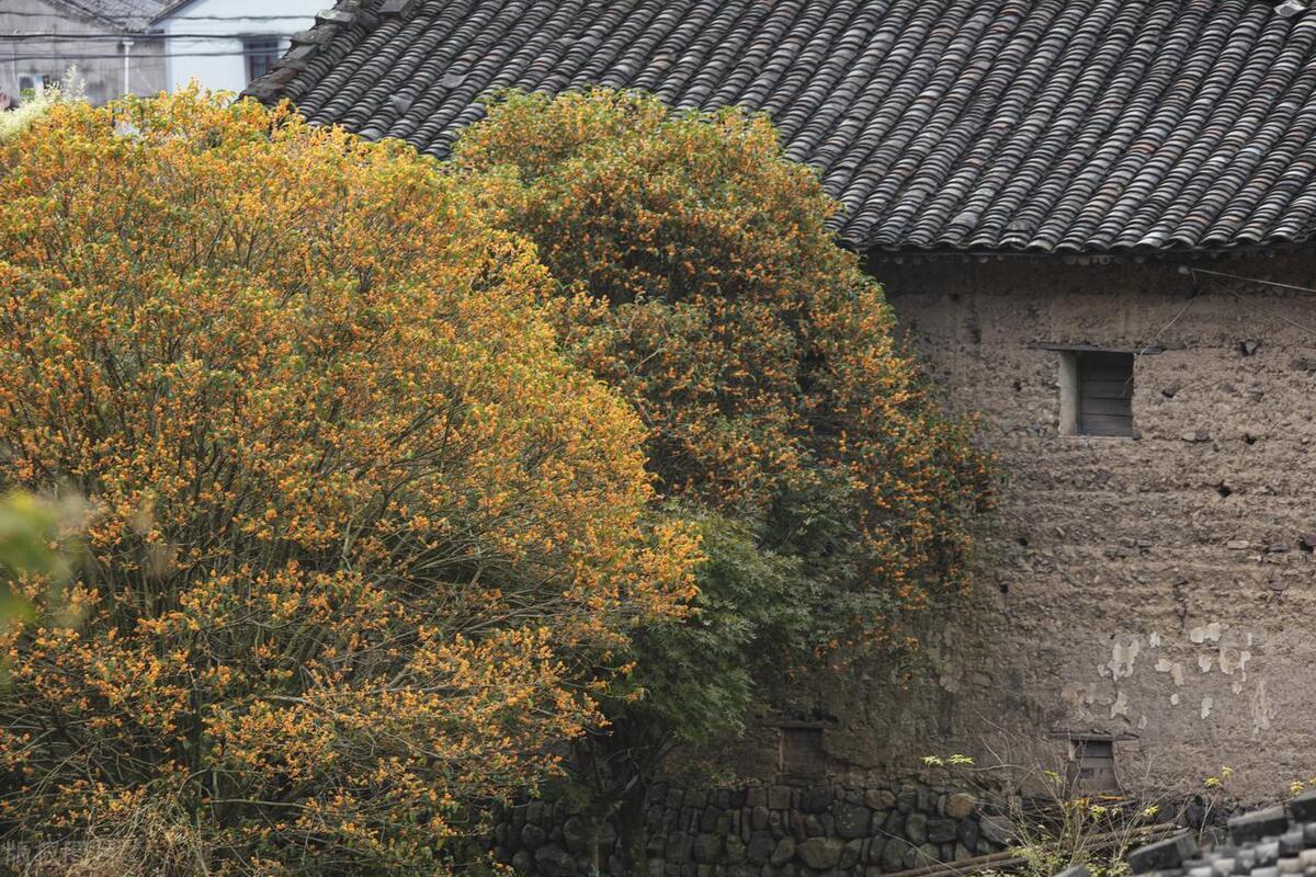 门前栽什么树聚财招财,门口种树富几代人