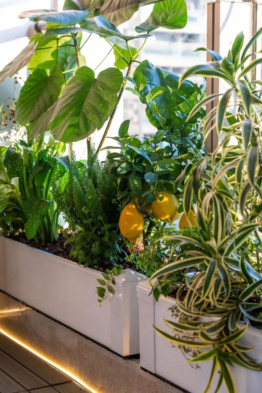 很多人羡慕的阳台,让别人羡慕的阳台