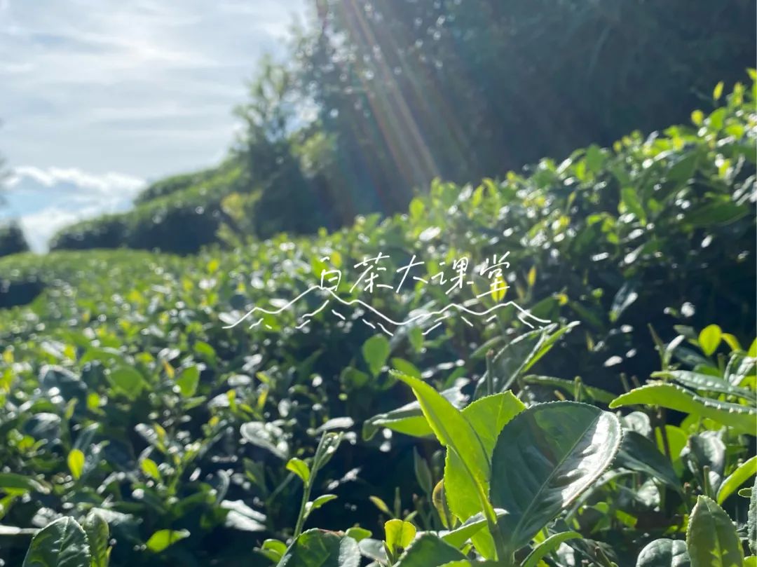 买白茶送的焖烧壶是真的316吗,买白茶送1500焖烧壶