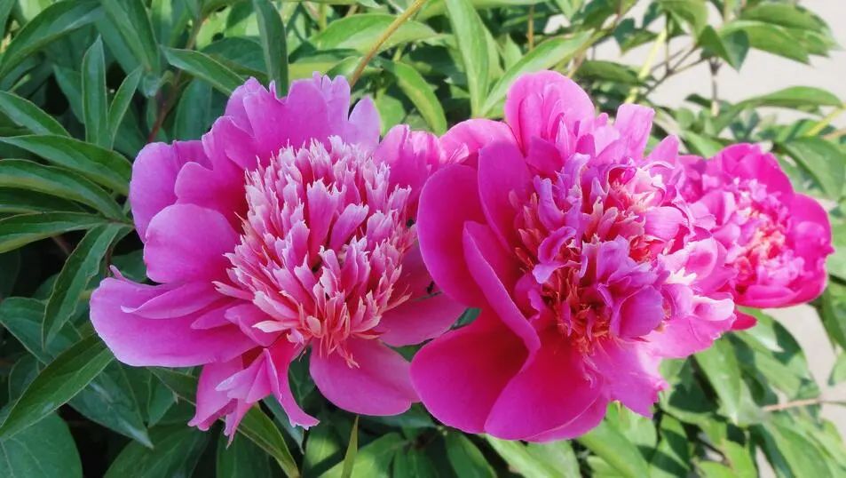 零下10度什么花冻不死,冬天不怕冷的花和植物