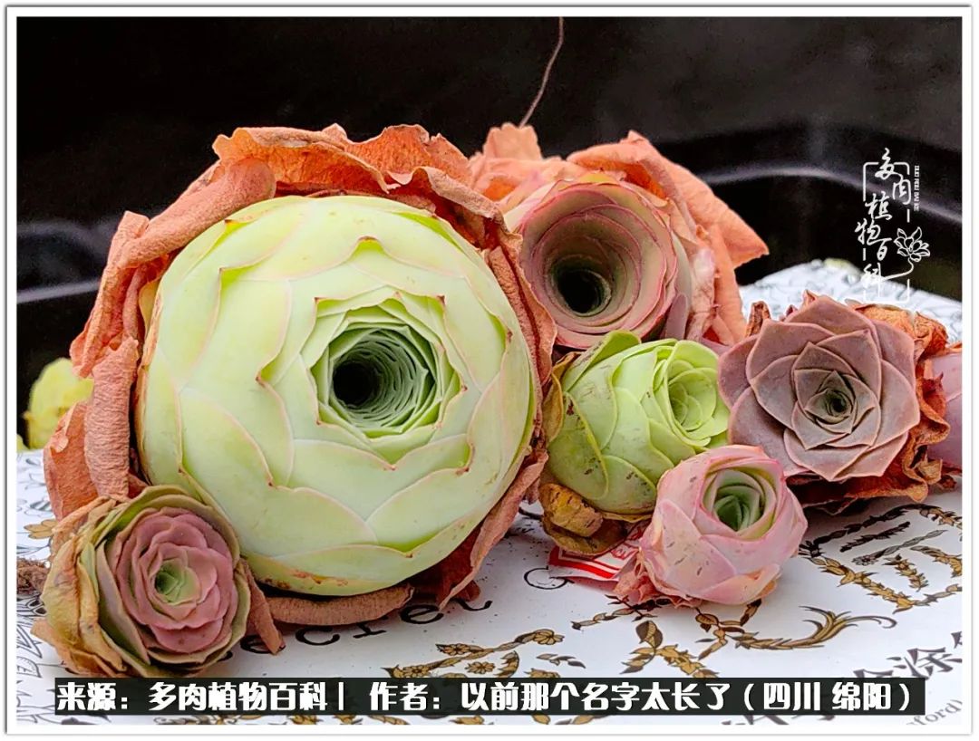 夏天山地玫瑰,小清新山地玫瑰