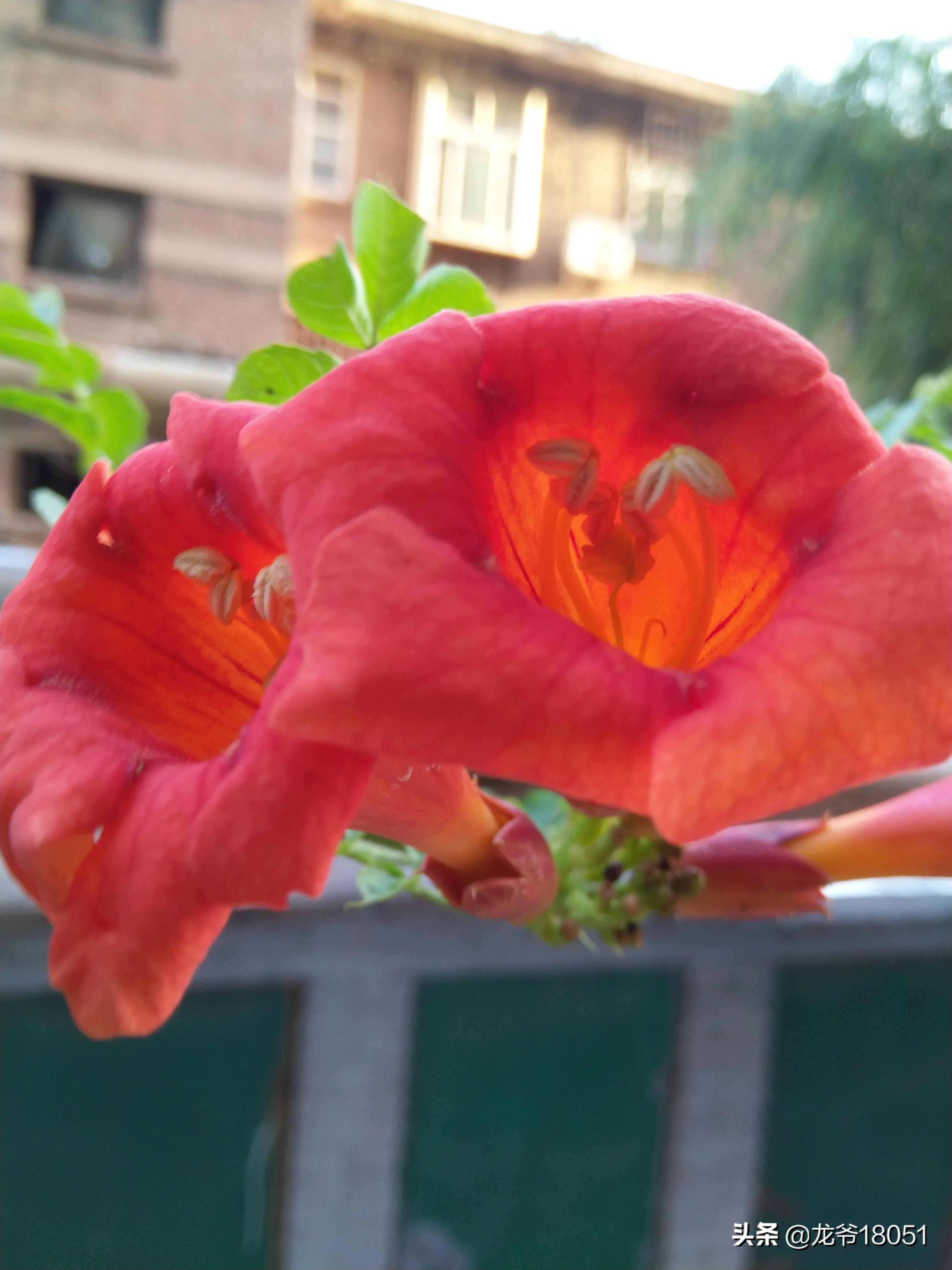 国色绽放红胜火，凌霄花开分外香