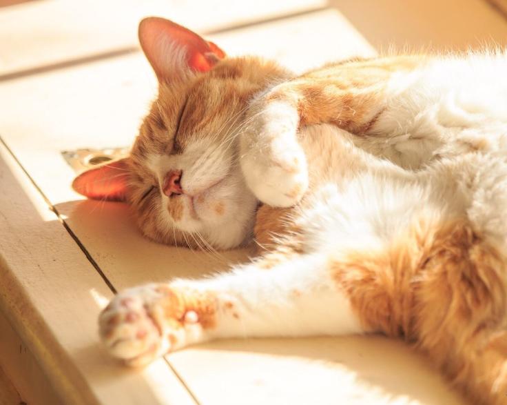 猫得了猫癣还会再得猫癣吗,猫癣是怎么形成的猫癣有什么症状