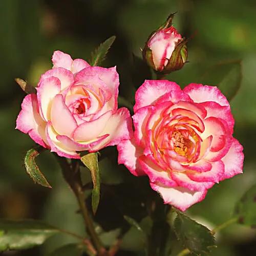 旋转木马和粉扇月季区别,月季旋转木马怎么养