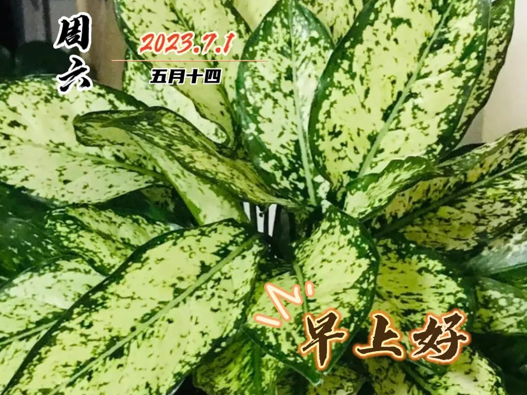 早安图片早上好问候祝福语,早上好图片带字早安问候语大全