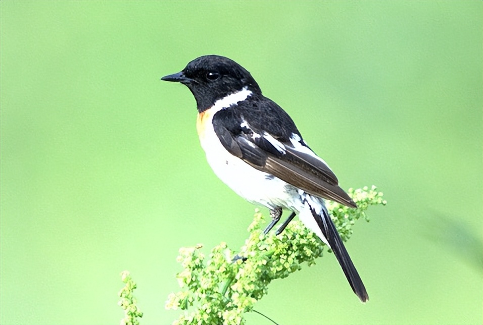 50张最佳鸟类摄影作品,鸟儿大全大图