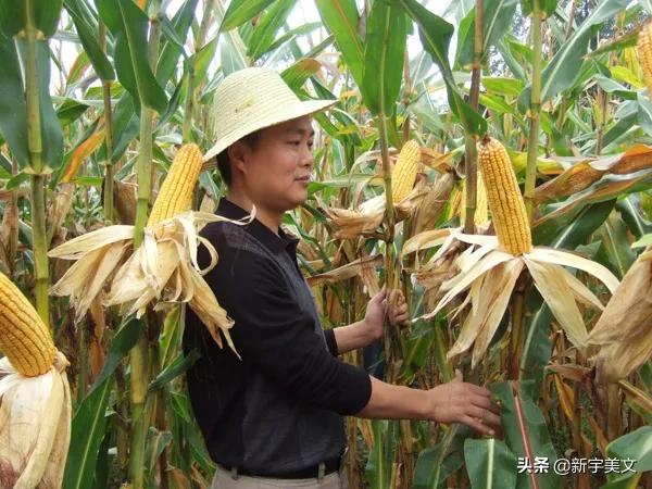 中国最优质的玉米,优质粮食玉米