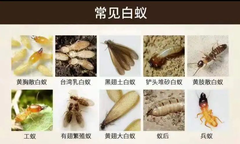 防治白蚁找政府哪个部门,白蚁吃蔬菜根部怎么防治