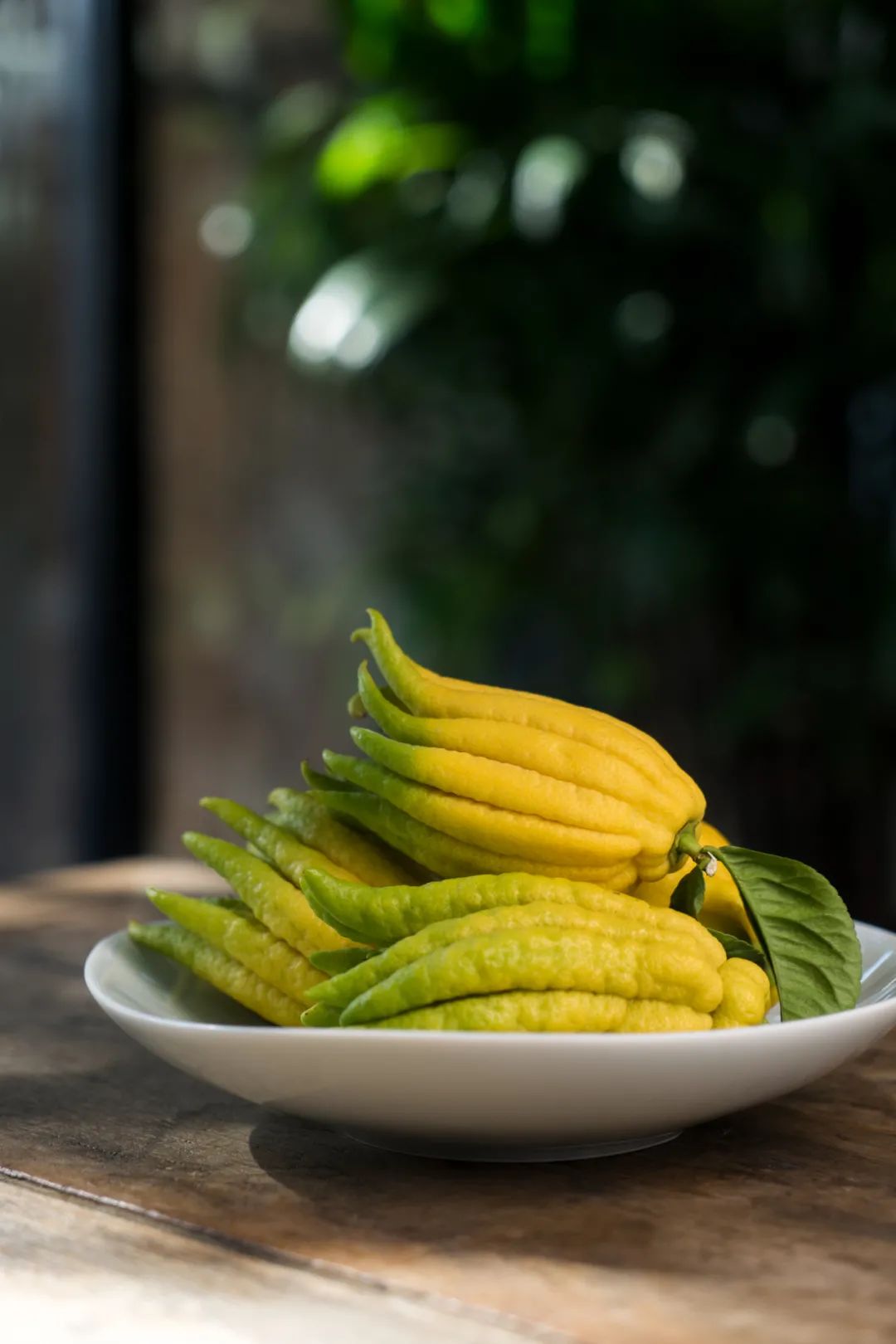 佛手清供哪里买,又到白茶飘香时