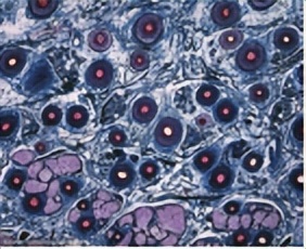 苏教版五年级科学刺激与反应ppt,2022苏教版五年级科学下册复习题