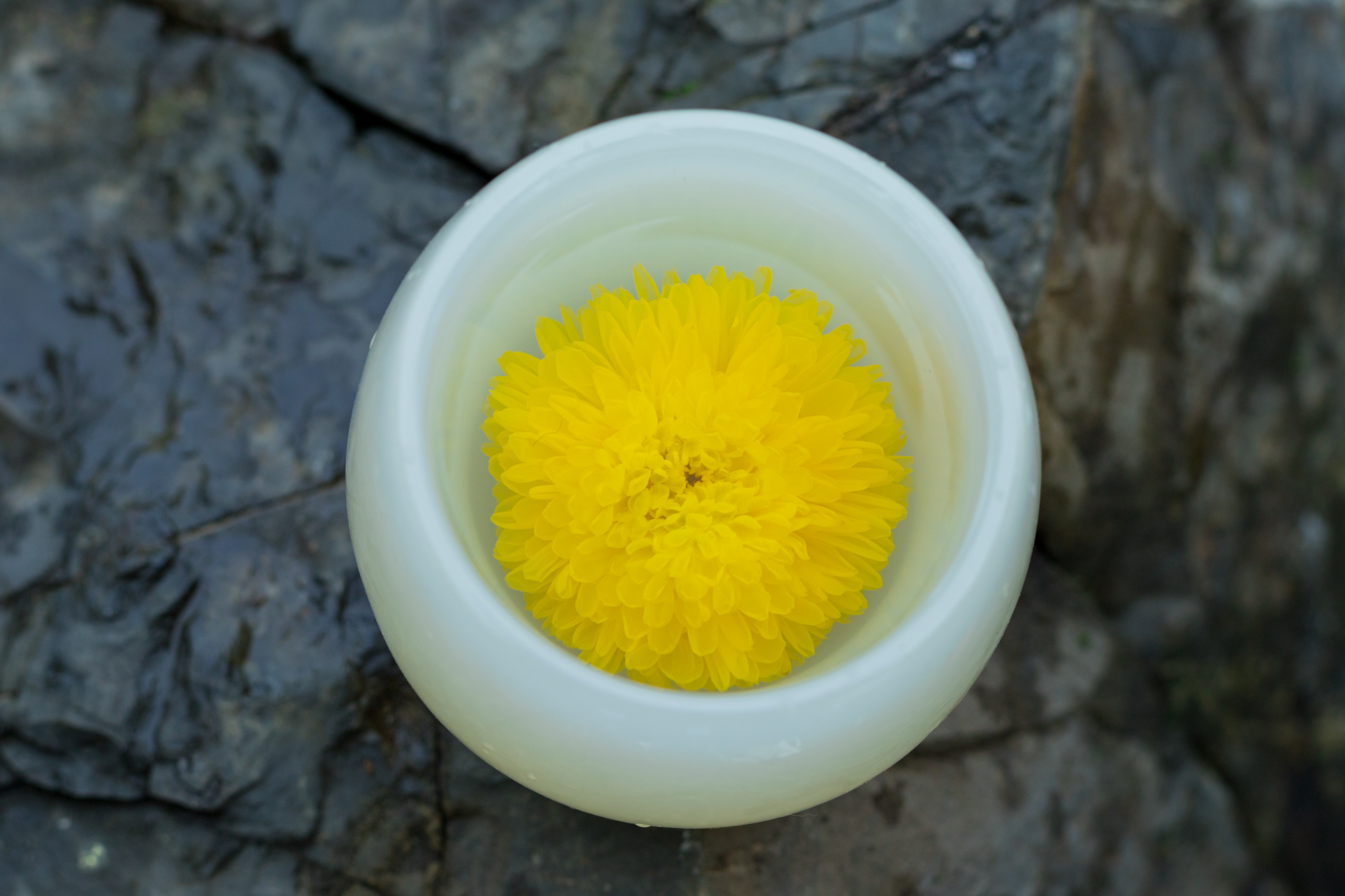 购买菊花茶时需要考虑哪些因素,买菊花茶