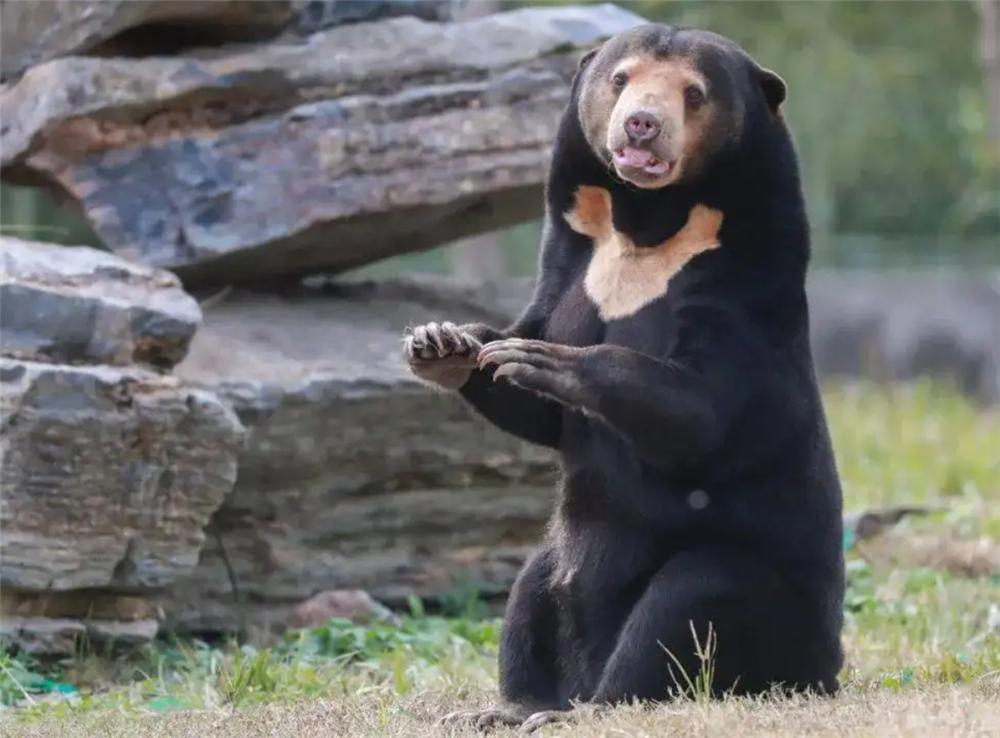 熊出没挖蜂蜜,熊出没之熊二掏蜂蜜