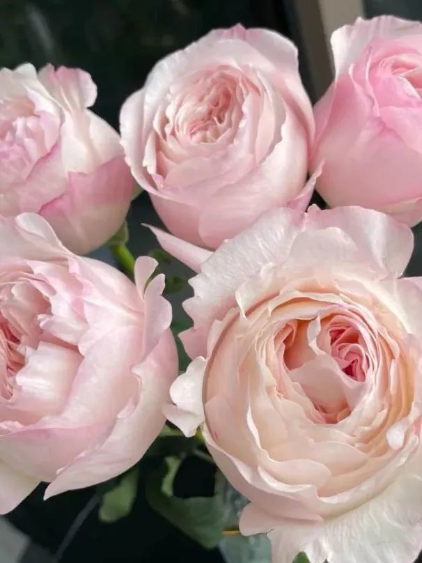 新手必看鲜花养护攻略,鲜花在水里能养几天会死