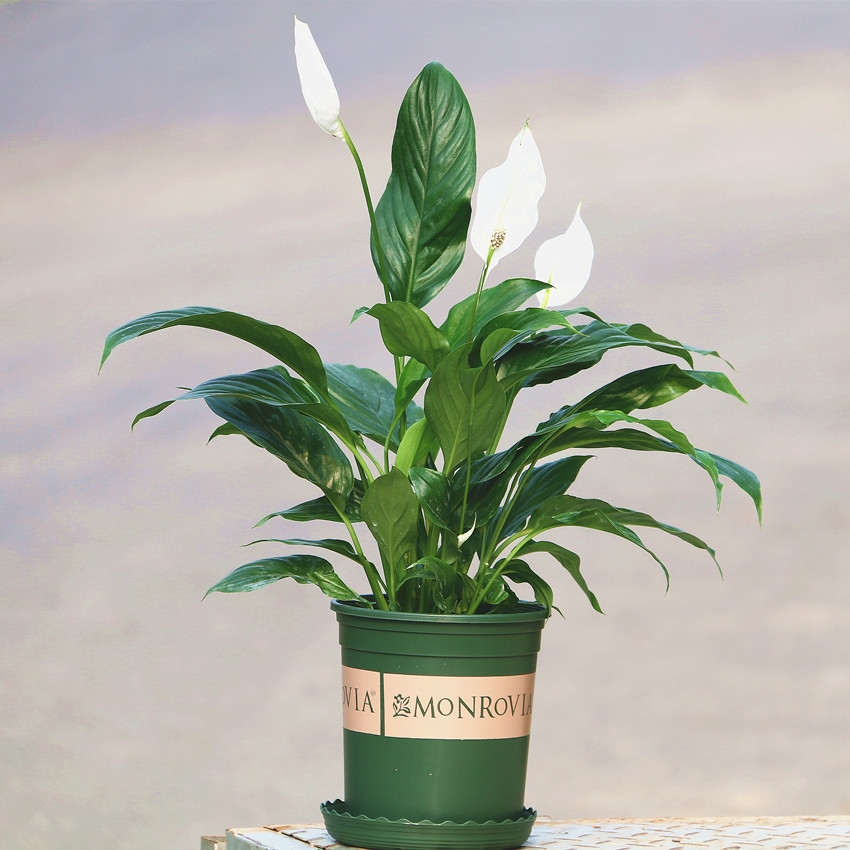 百花齐放春意浓群芳争艳,百花齐放喜迎新春