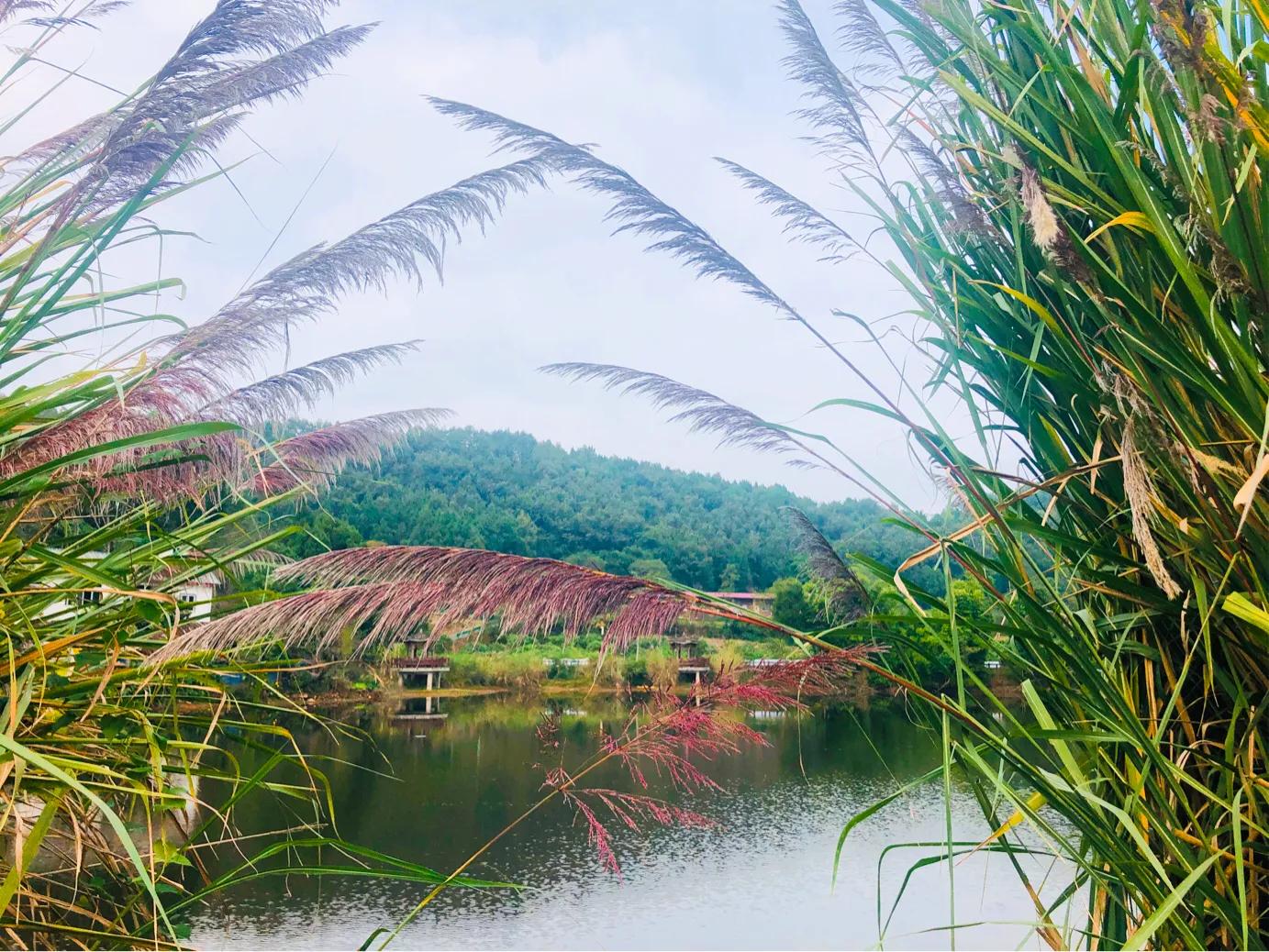 閲戝爞椴滆姳灞辫胺鍊煎緱鍘诲悧,閲戝爞椴滆姳灞辫胺娓歌