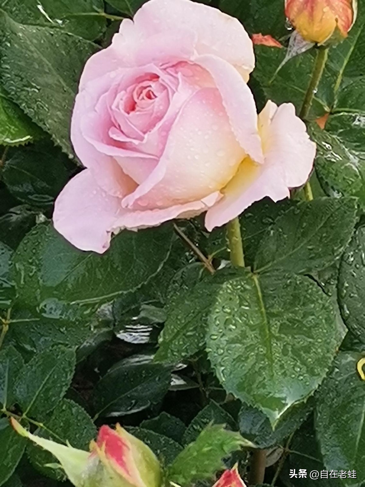 精进日课经典语录,每天日课的经典语录