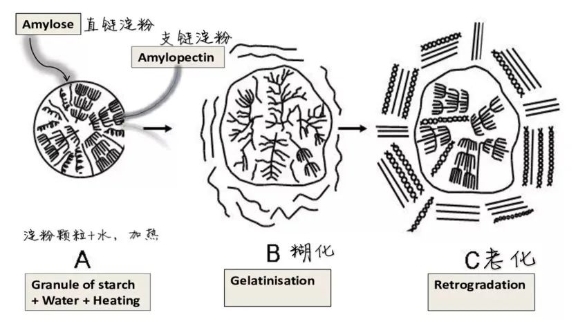 减脂可以吃的粉有哪些,哪种粉热量低适合减肥吃