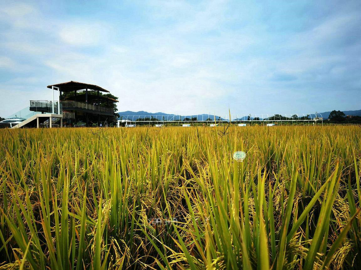 广州增城一日游必去景点推荐,广州增城旅游攻略必去景点