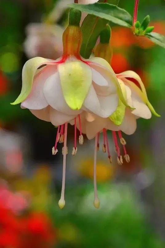 美丽的花倒挂金钟,美丽的倒挂金钟花图片