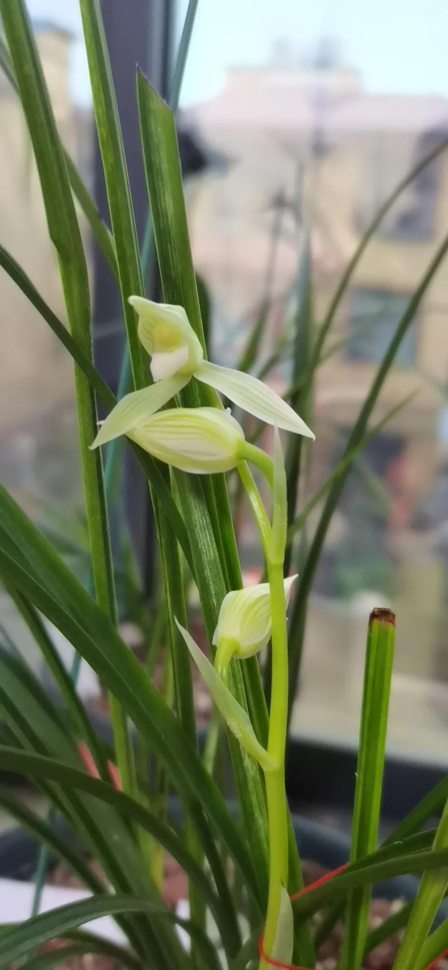 云南小雪素哪里的质量最好,云南兰花小雪素