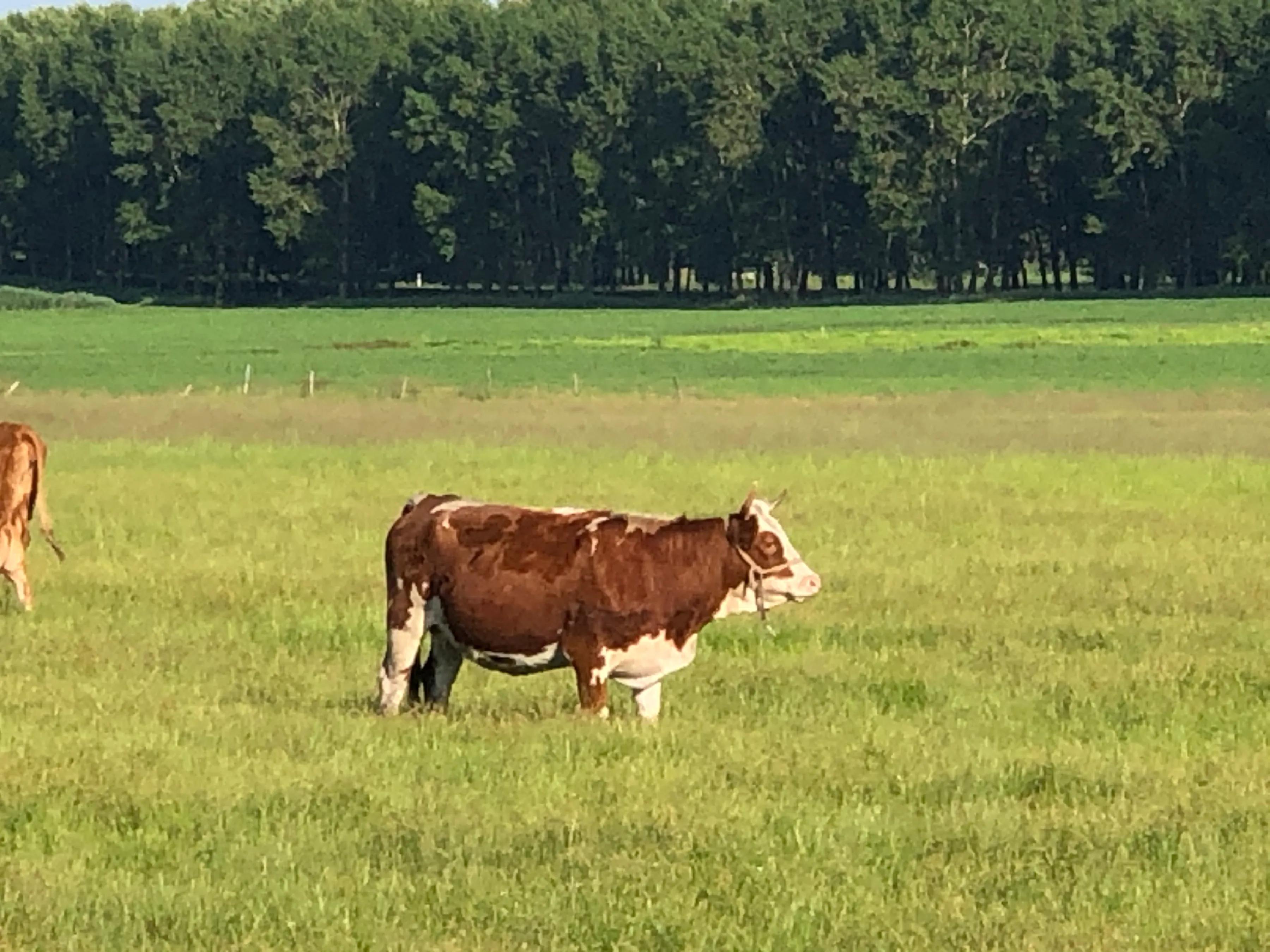 牛之道馅饼,牛之道特色