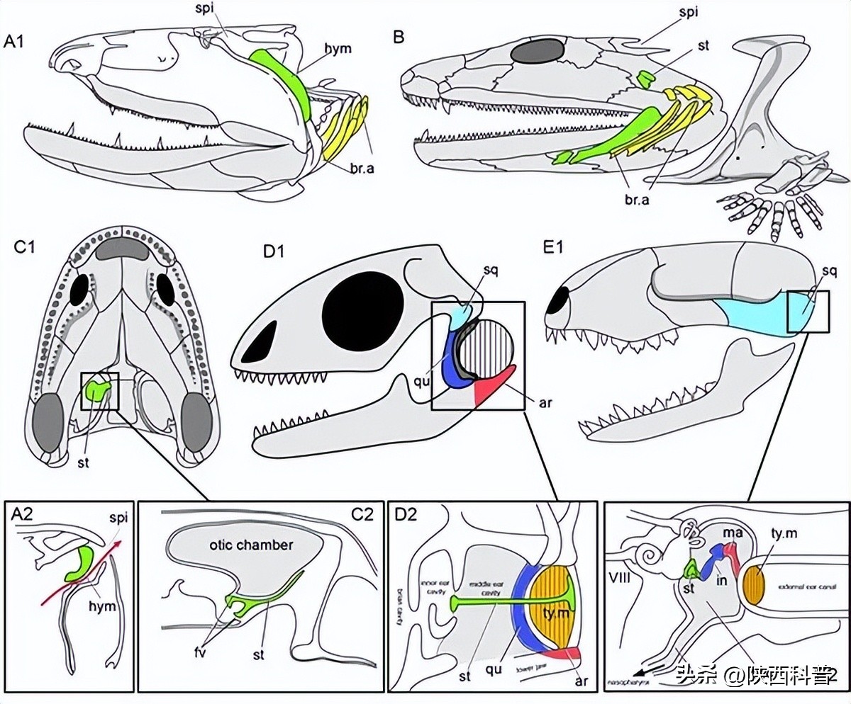 辟谣人类中耳由鱼鳃演变而来,人类中耳从鱼鳃演变过程