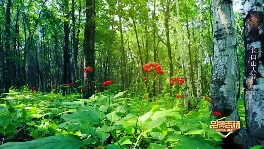 吉林长白山人参东北特产新鲜人参,官方旗舰店正宗长白山人参