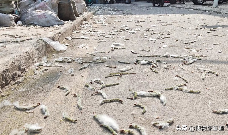 杨絮能做药材吗,杨絮止血