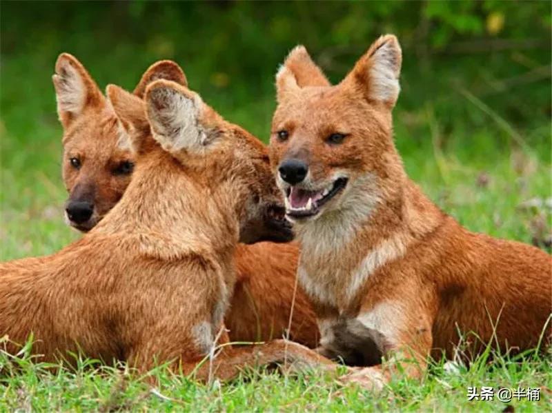 豺狼虎豹为什么豺能够位居第一位,豺狼虎豹里的豺指的是哪种动物