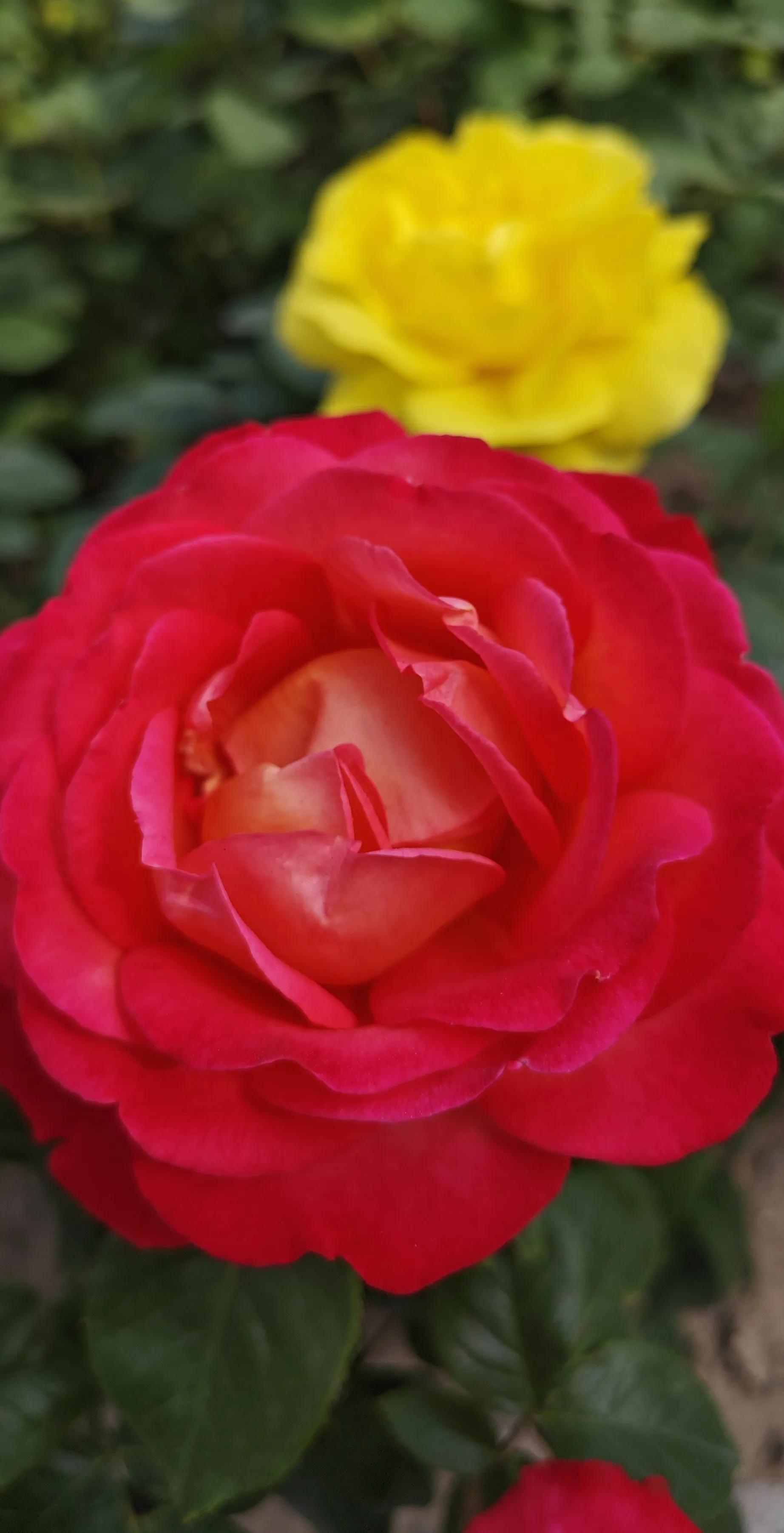 春天的月季花作文500字,春天的月季花是什么颜色