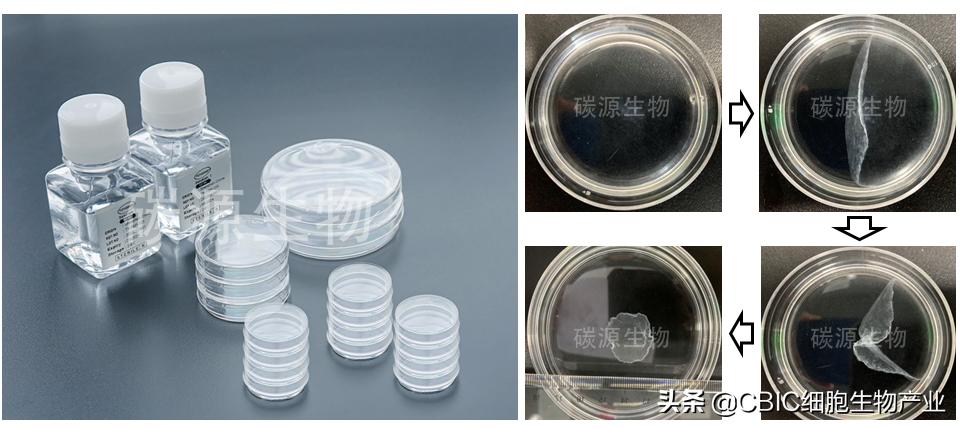 碳源生物，以无支架载体细胞薄膜创新疗法为研究方向新型生物公司