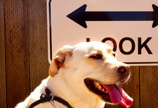 6个月宝宝口臭怎么回事,六个月小狗口臭