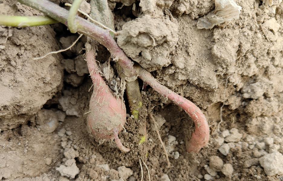 红薯苗栽种时是平地栽还是起垄栽,红薯苗怎么栽才能高产