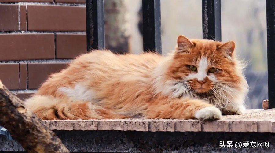 一文了解猫咪发情期